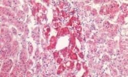 P2X3/P2RX3 Antibody, Novus Biologicals 50 &mu;g; Unconjugated:Antibodies,